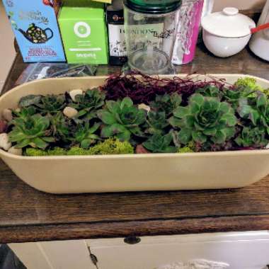 Sempervivum 'Cranberry Cocktail'