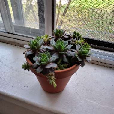 Sempervivum