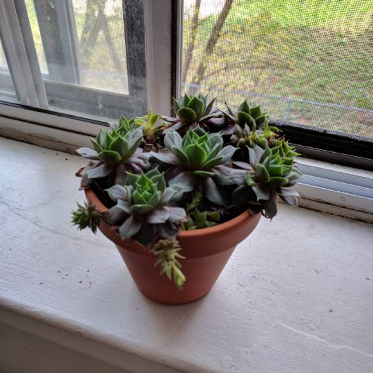 plant image 645472