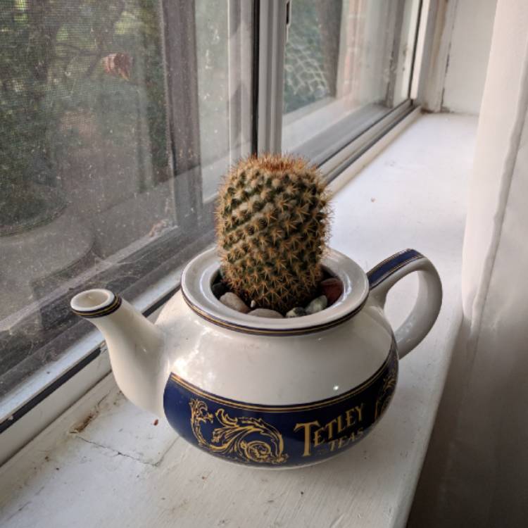 Plant image Mammillaria supertexta