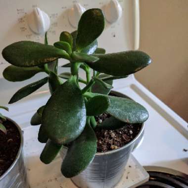 Jade Plant
