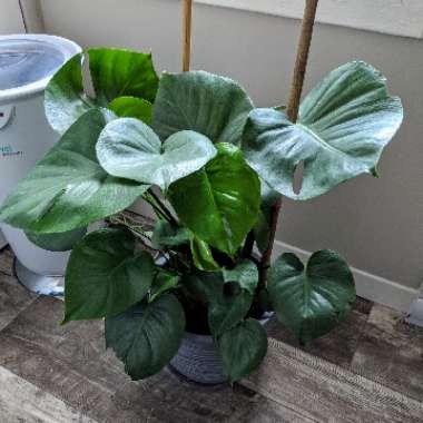 Swiss Cheese Plant