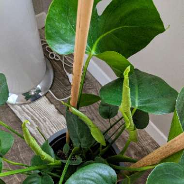 Swiss Cheese Plant