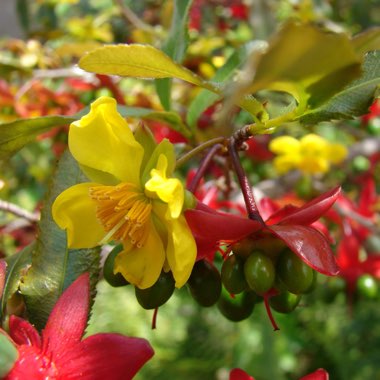 Ochna serrulata