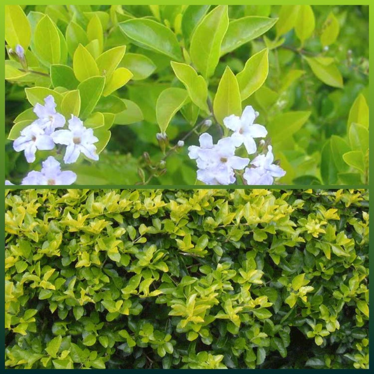 plant image 265867