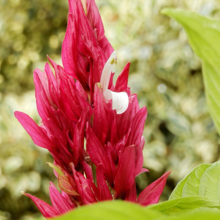 Plant image Megaskepasma erythrochalamys