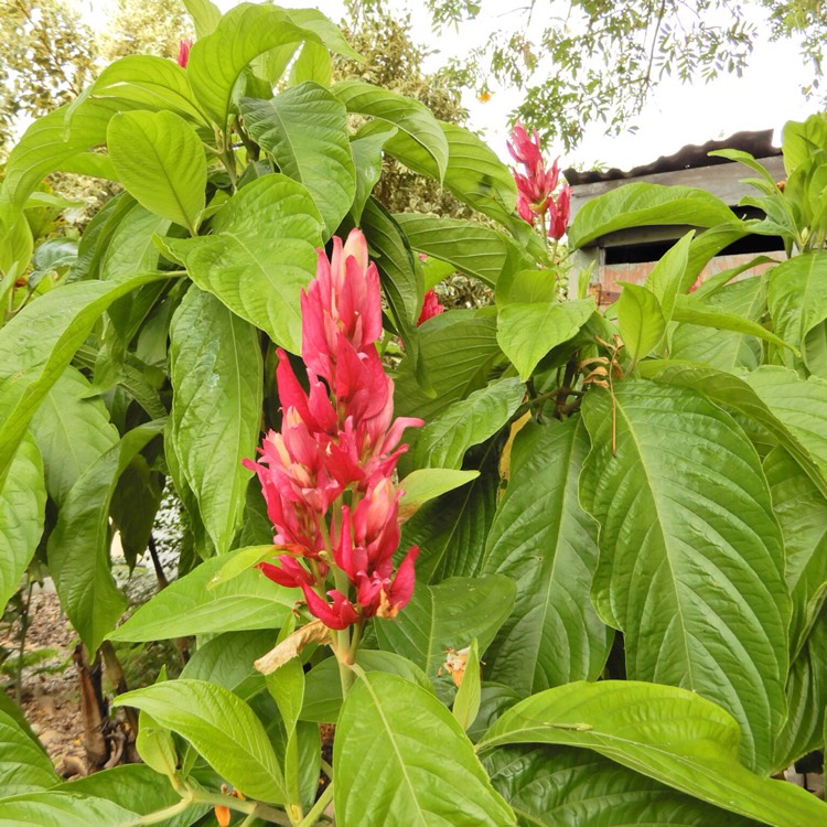 plant image 268798
