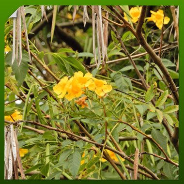 Tecoma Stans