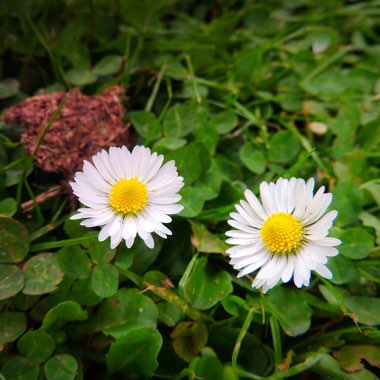 Bellis perennis