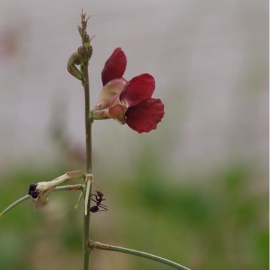 Macroptilium Lathyroides