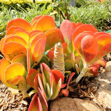 Kalanchoe Thyrsiflora