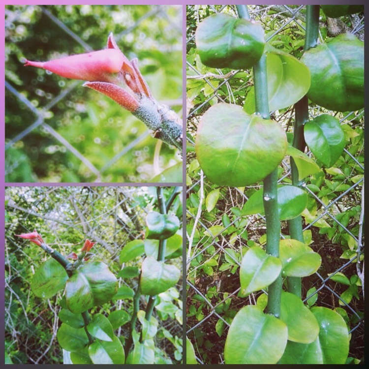 plant image 279796