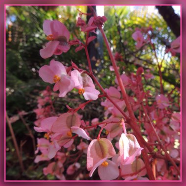 Begonia