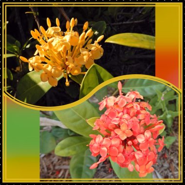 Ixora