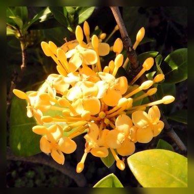 Ixora 'Pirate's Gold'
