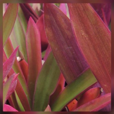 Tradescantia zebrina  syn. Tradescantia tricolor, Tradescantia zebrina pendula, Tradescantia pendula