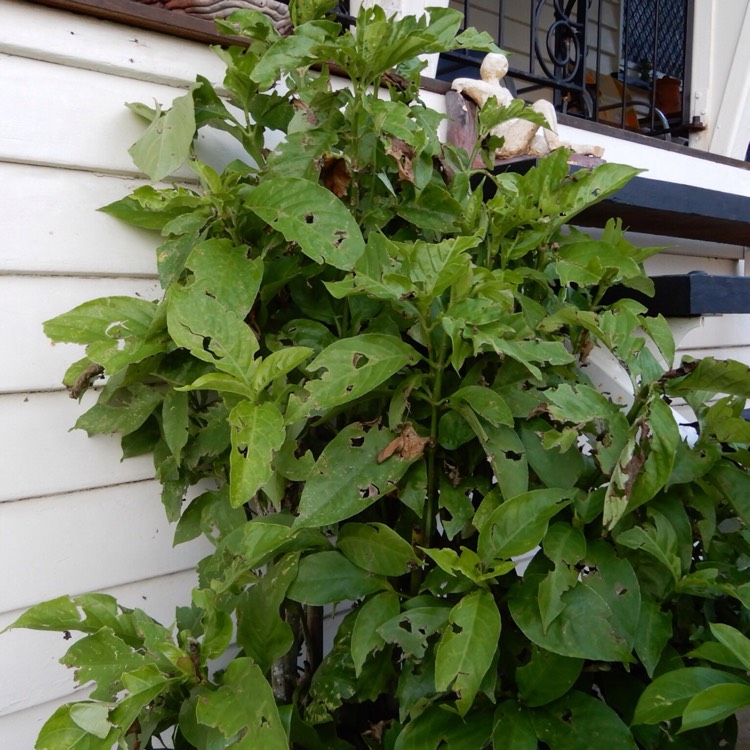 plant image 293036