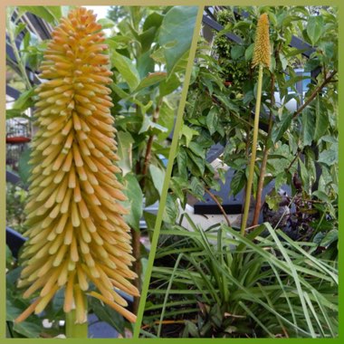 Kniphofia 'Nobilis' syn. Kniphofia uvaria 'Nobilis', Kniphofia uvaria var. nobilis