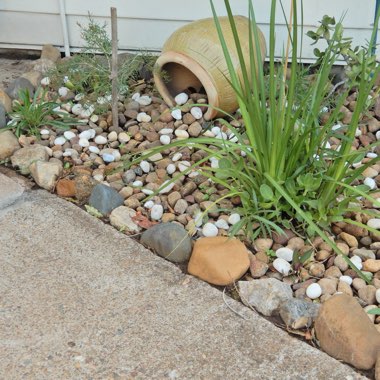 Carol's garden