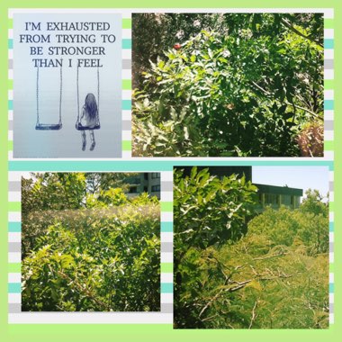 Carol's garden