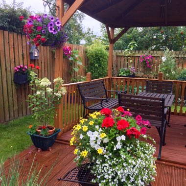 Carolyne's garden