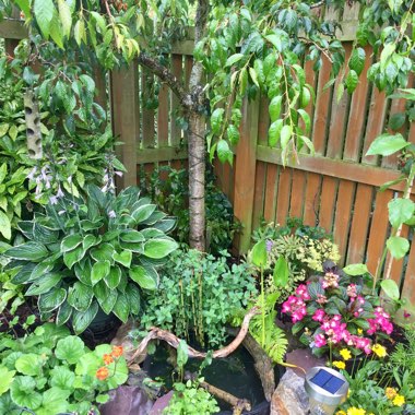 Carolyne's garden