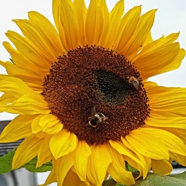 Giant Sunflower (Dwarf)  'Sunspot'