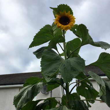 Carolyne's garden