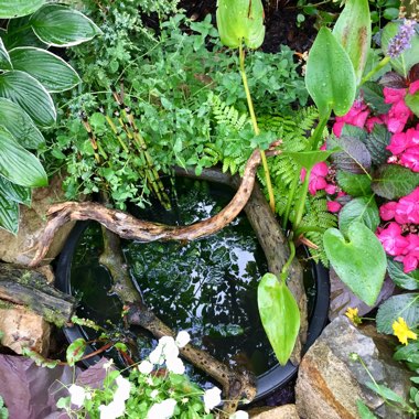 Carolyne's garden