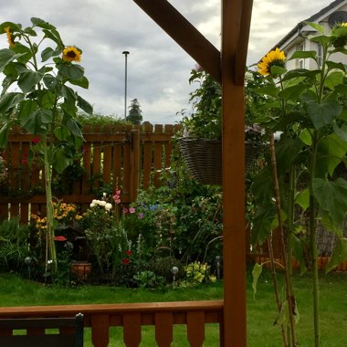 Carolyne's garden