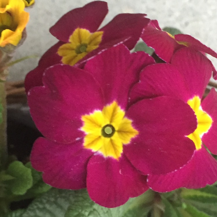Plant image Primula 'Rubens' series