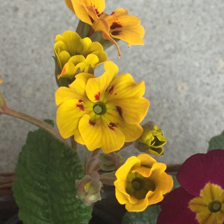 plant image 320465