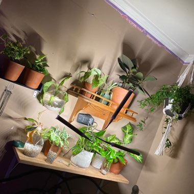 Carol's garden