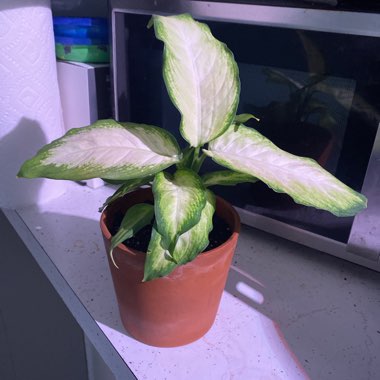 Dumb Cane