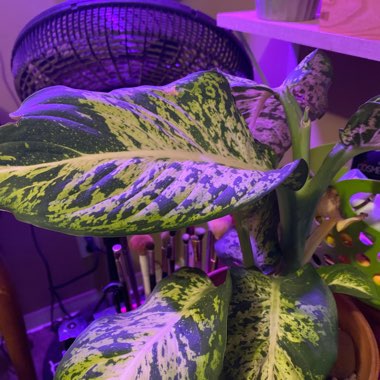 Dumb Cane 'Star Bright'