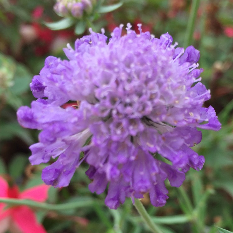 Plant image Scabiosa 'Blue Jeans'