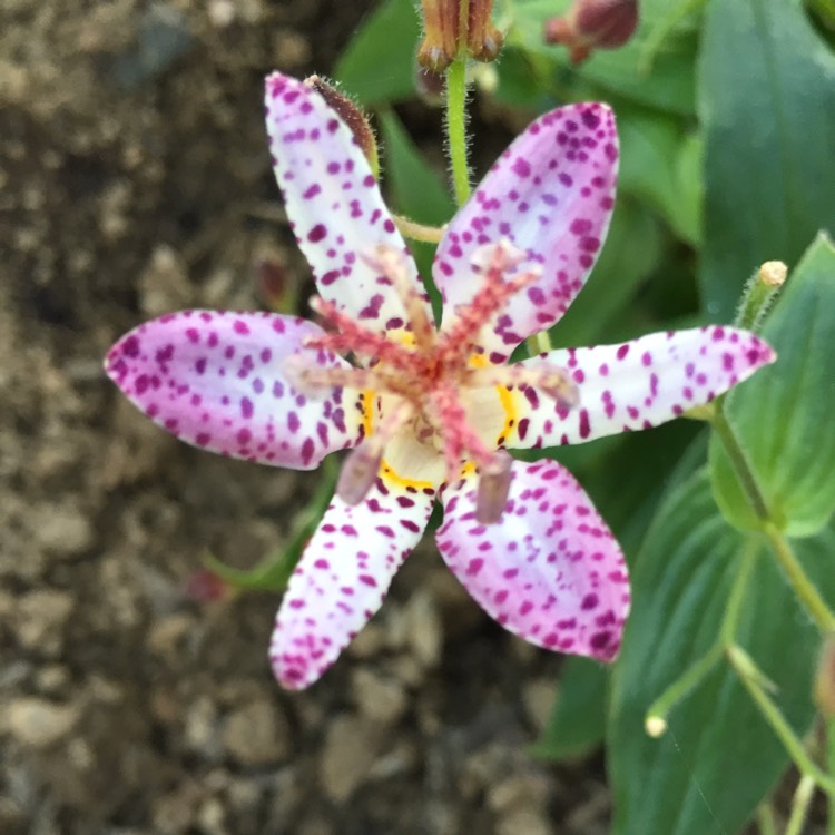 Plant image Tricyrtis formosana 'Pink Freckles'