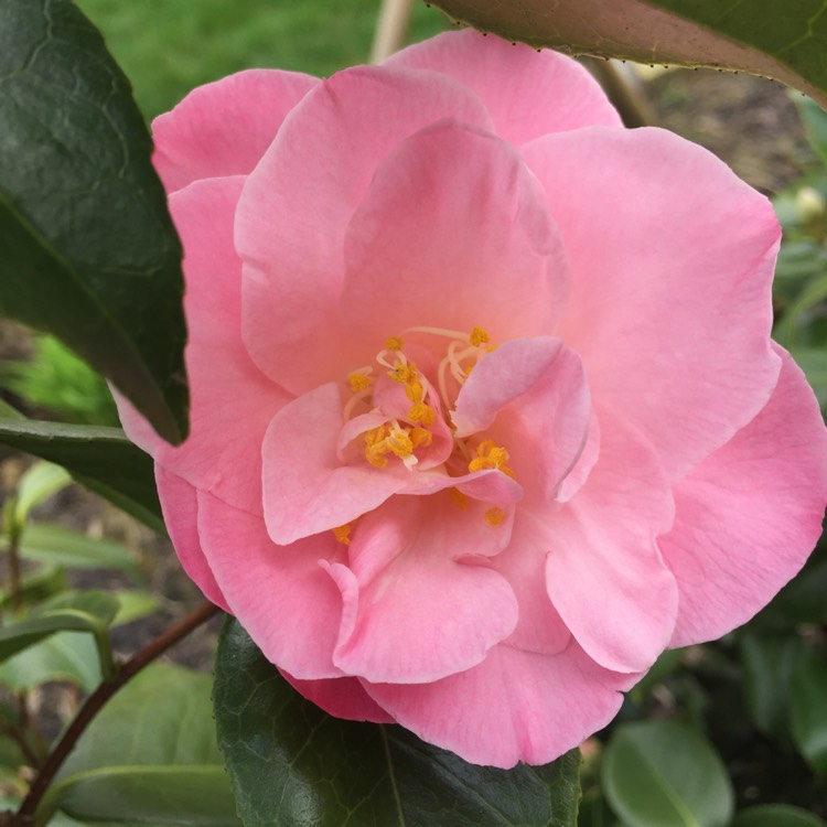 plant image 329619