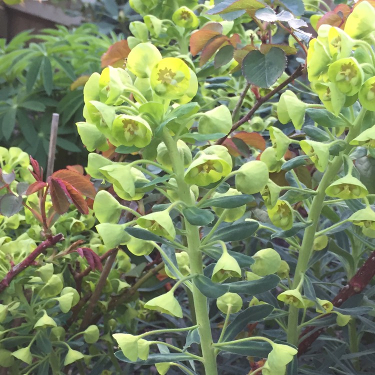 plant image 340543