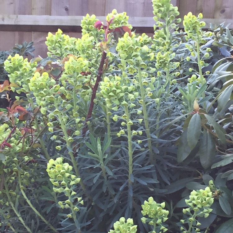 plant image 340545