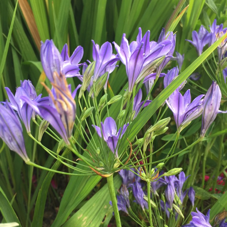 Plant image Triteleia syn. Brodiaea candida ;  Brodiaea laxa
