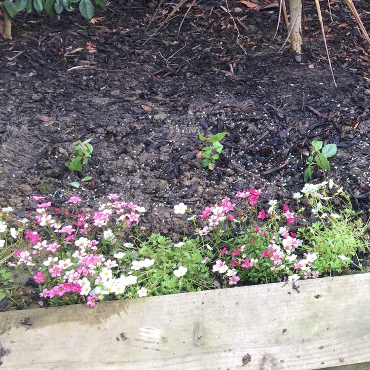 plant image 677854