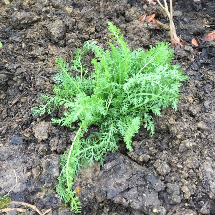plant image 678161