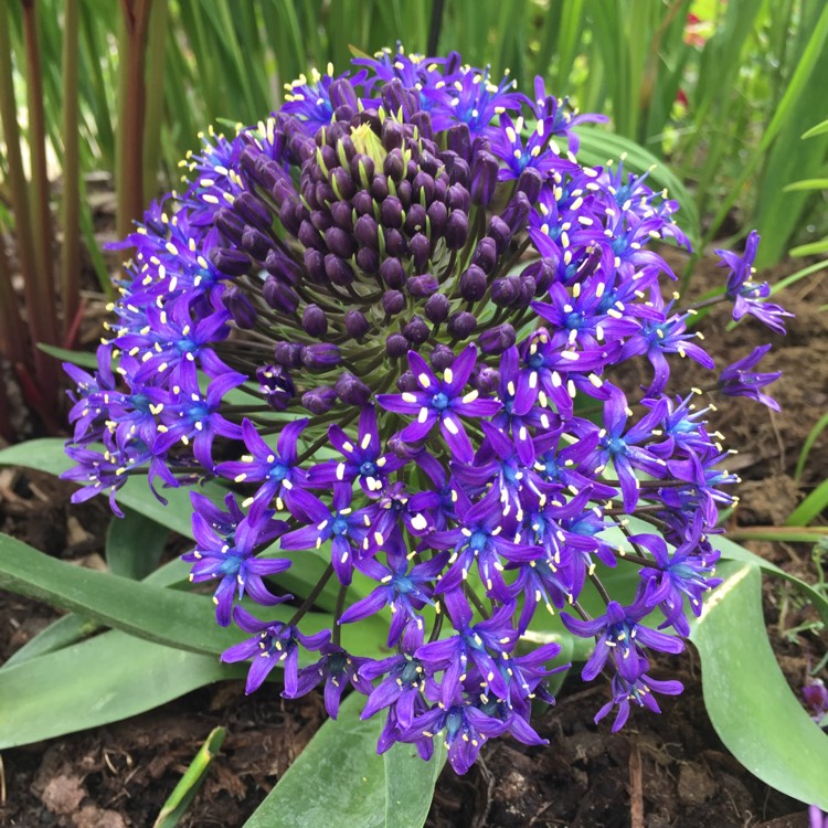 Plant image Scilla peruviana 'Sapphire Blue' (Carribean Jewels Series)