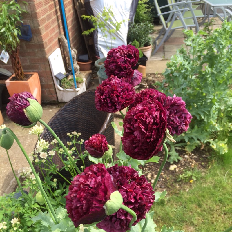 Plant image Papaver somniferum 'Double Lilac'