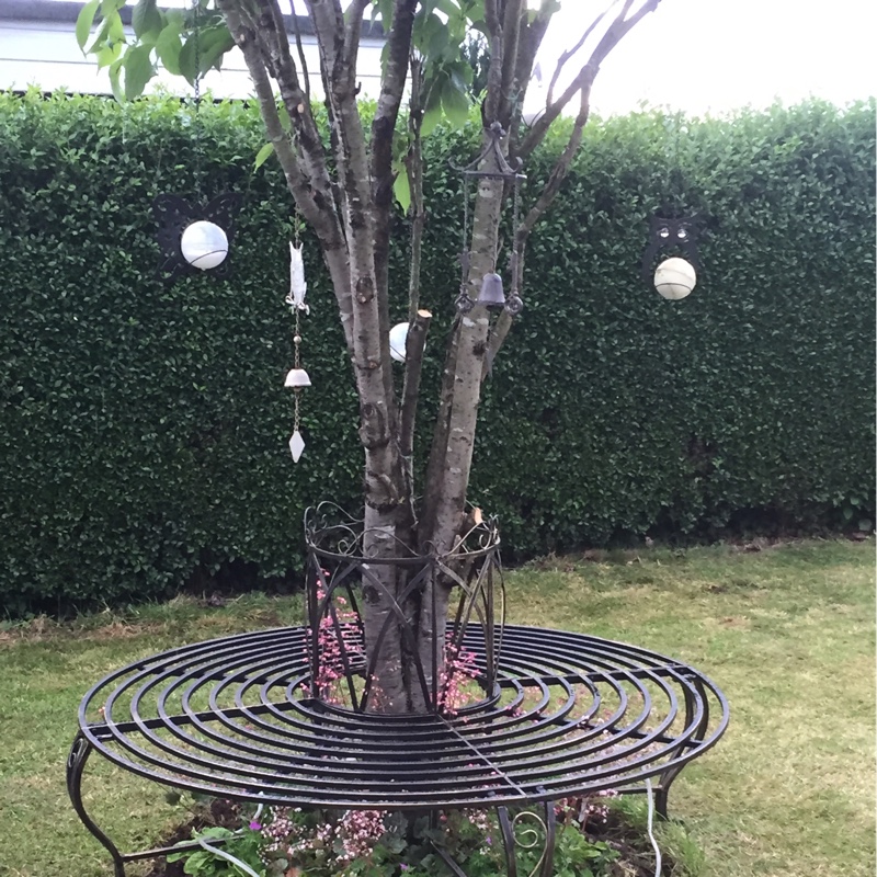 Carole's garden