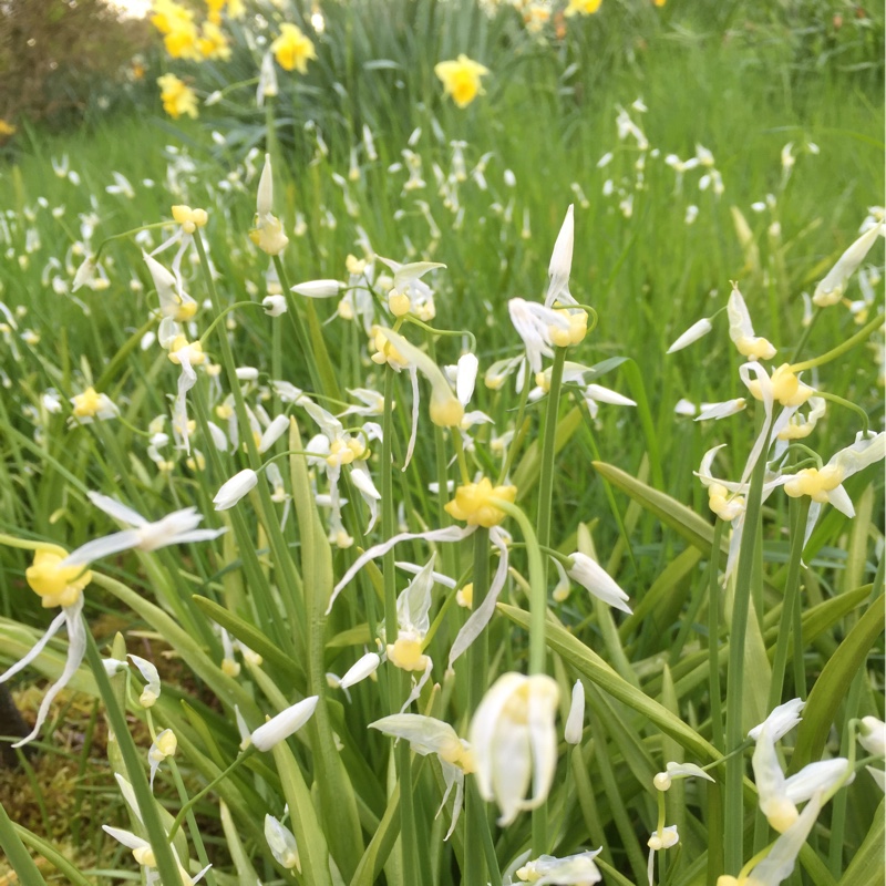 Carole's garden