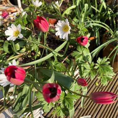 Tulipa 'Little Beauty' syn. Tulipa humilis 'Little Beauty'