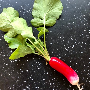 Raphanus sativus 'French Breakfast'