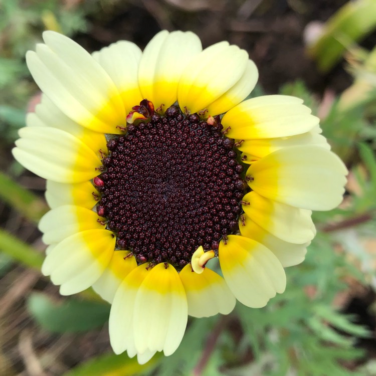 plant image 1009787